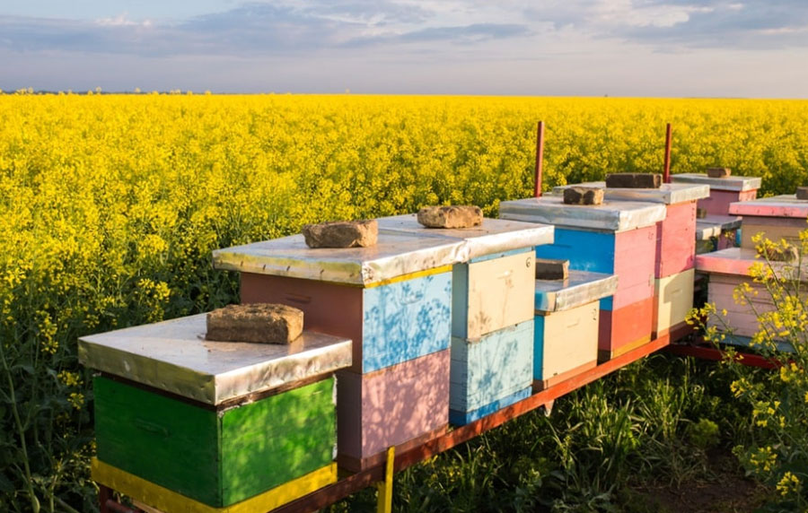 Bees and pesticides: published EFSA updated guidance on the risk evaluation