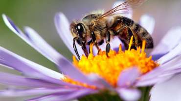 Published the draft Guidance on the assessment of risks to bees from the use of biocides