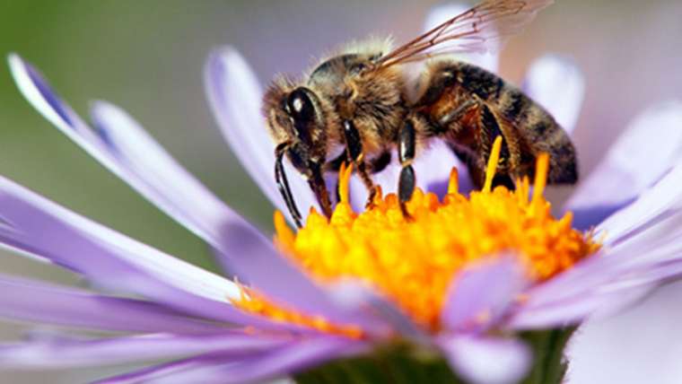 Published the draft Guidance on the assessment of risks to bees from the use of biocides