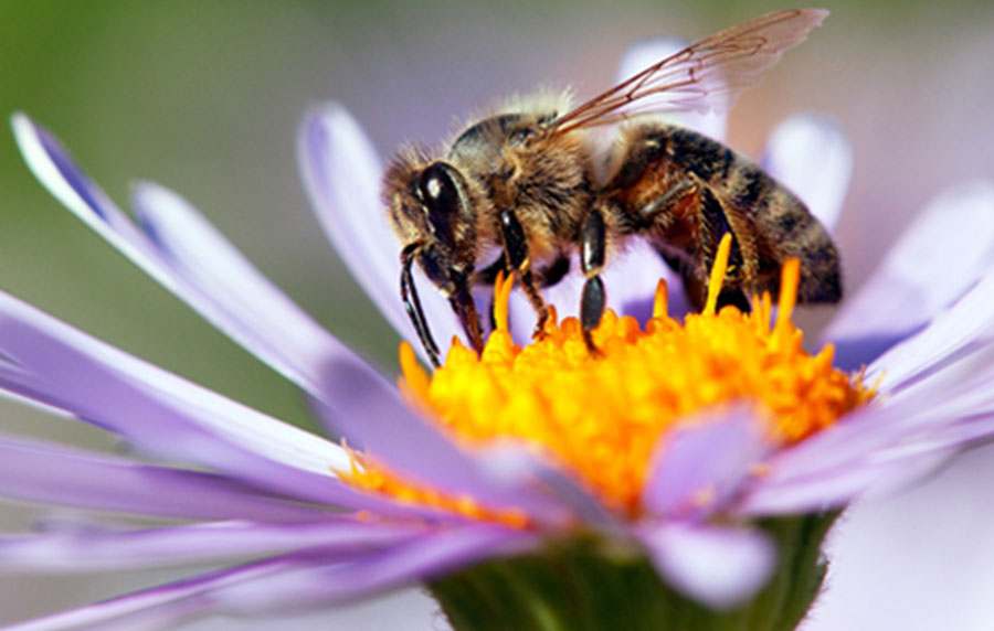 Pubblicata la bozza degli Orientamenti sulla valutazione dei rischi per le api derivanti dall’uso di biocidi